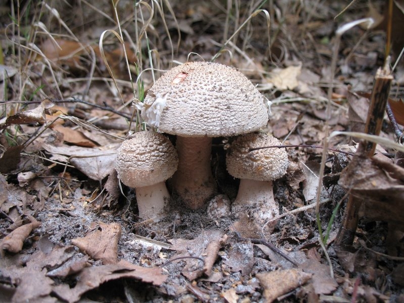 Amanites rougissantes1